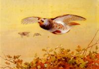 Thorburn, Archibald - English Partridge In Flight